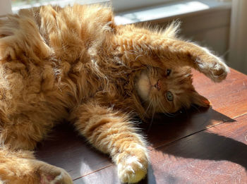 Close-up of a cat lying on floor at home