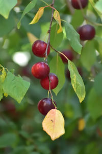 fruit