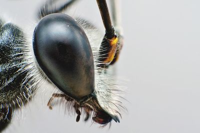 Macro shot of insect