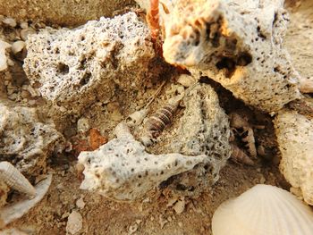 Close-up of lizard on sand at beach