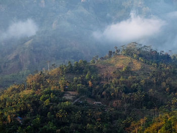 Scenic view of trees against cloudy sky