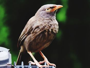 Close-up of bird perching