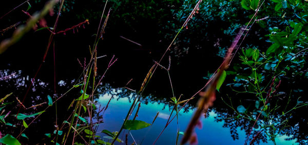 Close-up of plants against blurred background