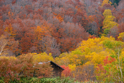 Trees growing in forest during autumn