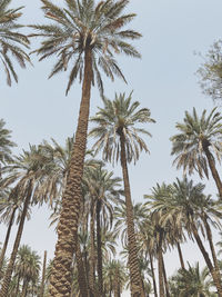 Low angle view of palm trees against sky