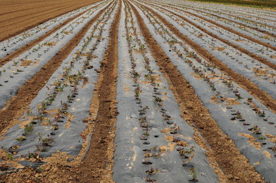 High angle view of agricultural field