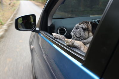 Reflection of a dog on side-view mirror of car