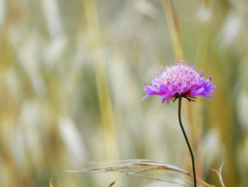 Close-up of pink flowering plant