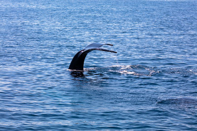 Tail of whale fish swimming in sea