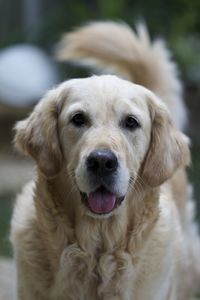 Close-up portrait of dog