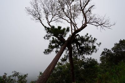 Low angle view of tree against sky
