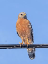 Low angle view of owl perching against clear blue sky