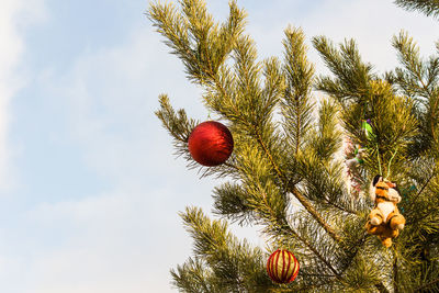 Low angle view of fruits hanging on tree against sky