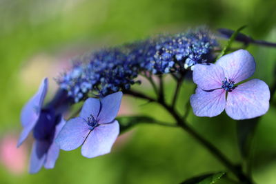 Close-up of purple flowering plant