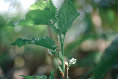 Close-up of flowering plant