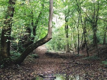 Trees in forest