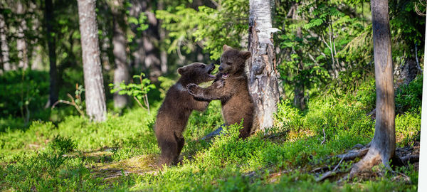 Young bears standing by tree in forest