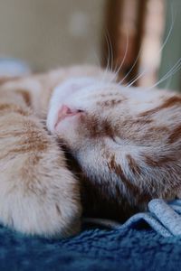 Sleeping orange kitten