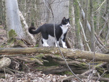 Cat sitting on branch in forest