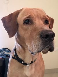 Close-up of a dog looking away