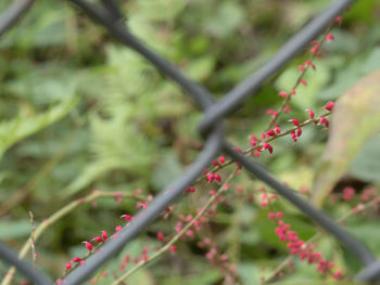 Close-up of pink flowers