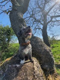 Dog standing on rock against trees