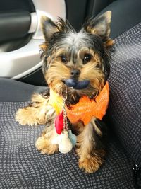 Portrait of dog sitting in car