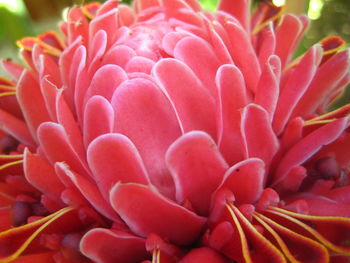 Close-up of pink flowers