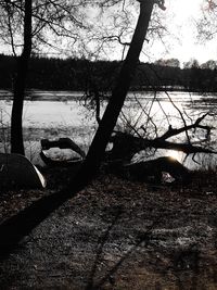 Scenic view of lake against trees in forest