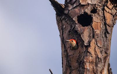 Low angle view of insect on tree trunk against sky