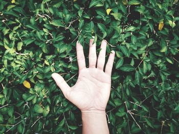 Cropped image of person hand with green leaves