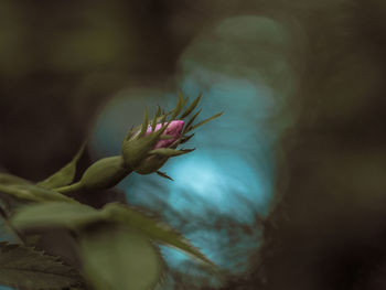 Close-up of flower against blurred background