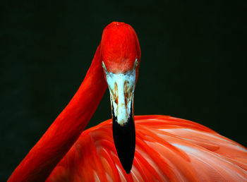 Close-up of bird