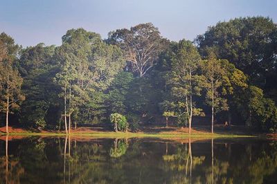 Reflection of trees in calm lake