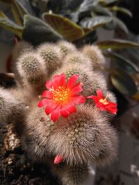 Close-up of succulent plant