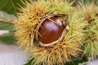 chestnut