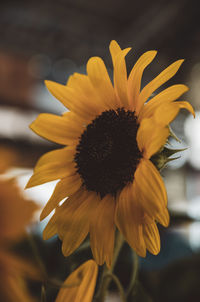 Close-up of sunflower