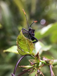 insect