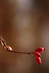 Close-up of rose hips growing outdoors