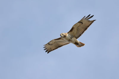 Low angle view of eagle flying against clear sky