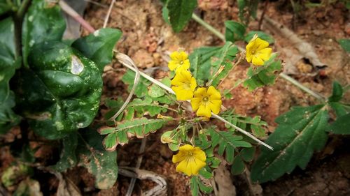 Close-up of yellow flowers growing on plant