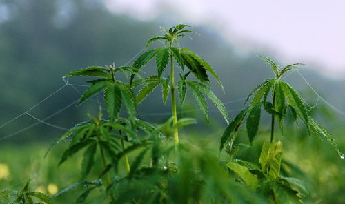 Close-up of wet plant against sky