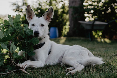 Portrait of a dog on field