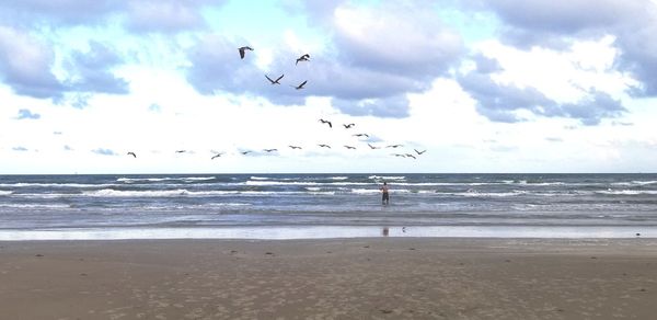 Flock of birds flying over beach