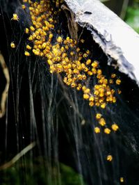 Close-up of yellow flowering plant on tree trunk