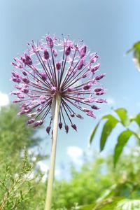 Low angle view of pink flowering plant against sky