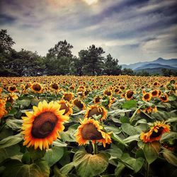 Sunflowers blooming on field against sky