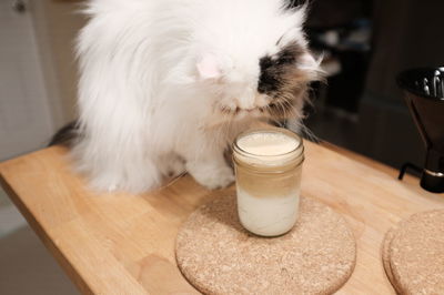 Close-up of a white cat