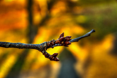 Close-up of leaf