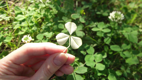 Close-up of hand holding plant